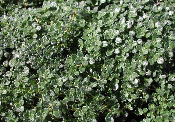 Elfin Thyme Thymus serpyllum Elfin from Classic Groundcovers