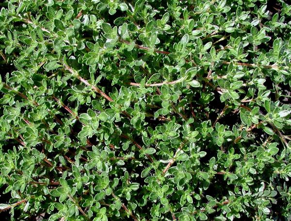 Pink Chintz Thyme Thymus serpyllum Pink Chintz from Classic Groundcovers