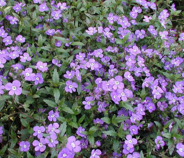 Georgia Blue Speedwell Veronica penduncularis Georgia Blue from Classic Groundcovers
