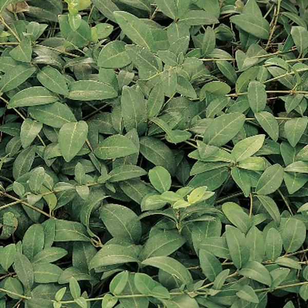 Periwinkle Vinca minor from Classic Groundcovers