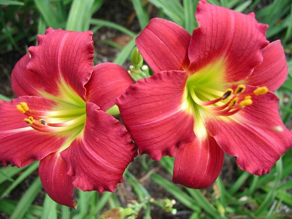 Ruby Stella Daylily Hemerocallis Ruby Stella from Classic Groundcovers