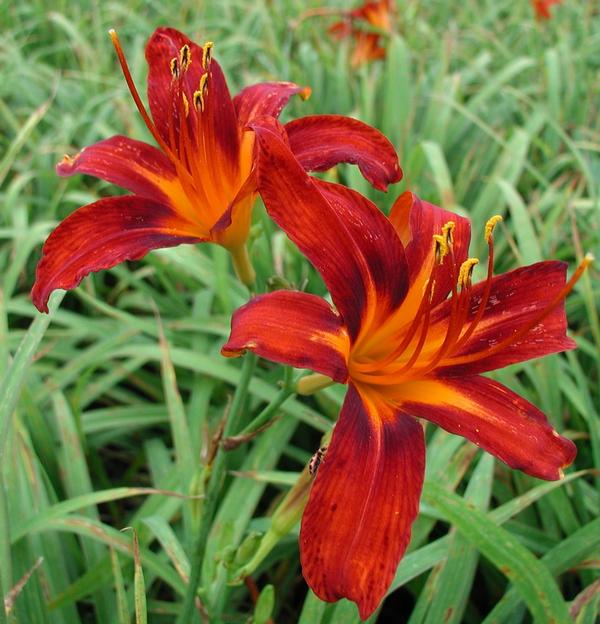 Nashville Star Daylily Hemerocallis Nashville Star from Classic Groundcovers
