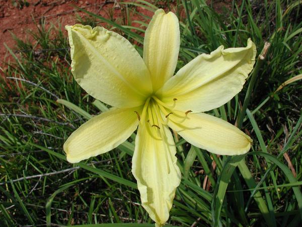Hyperion Daylily Hemerocallis Hyperion from Classic Groundcovers
