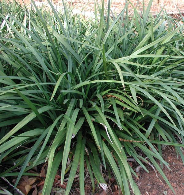 Emerald Goddess Lily Turf Liriope muscari Emerald Goddess from Classic Groundcovers