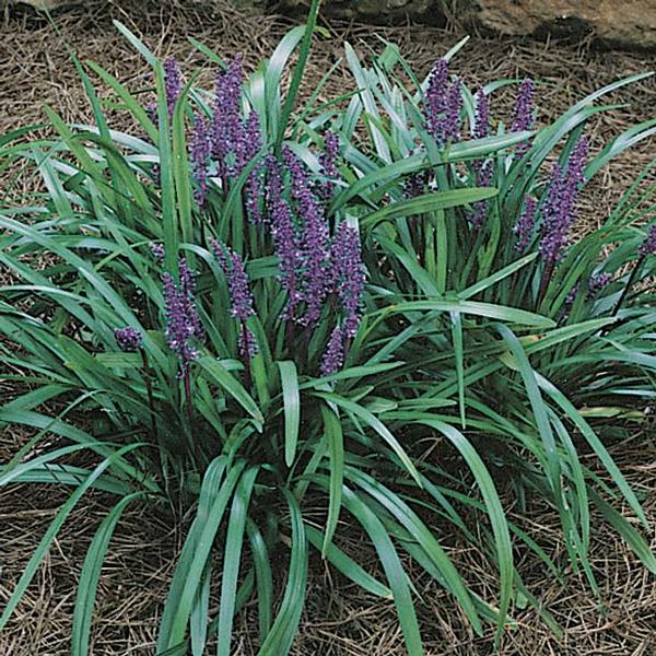 Royal Purple Lily Turf Liriope muscari Royal Purple from Classic Groundcovers