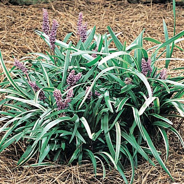 silver-midget-lily-turf-liriope-muscari-silver-midget-from-classic