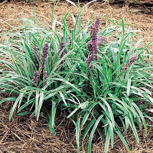John Burch Lily Turf Liriope muscari John Burch from Classic Groundcovers