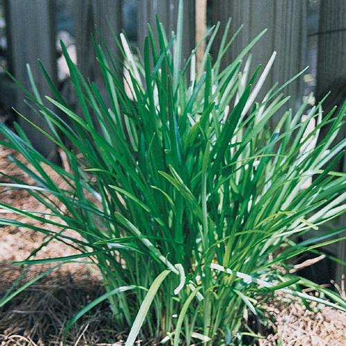 Densiflora Lily Turf Liriope muscari Densiflora from Classic Groundcovers