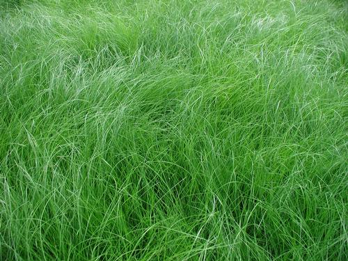 Sedge - Appalachica Sedge Carex appalachica from Classic Groundcovers