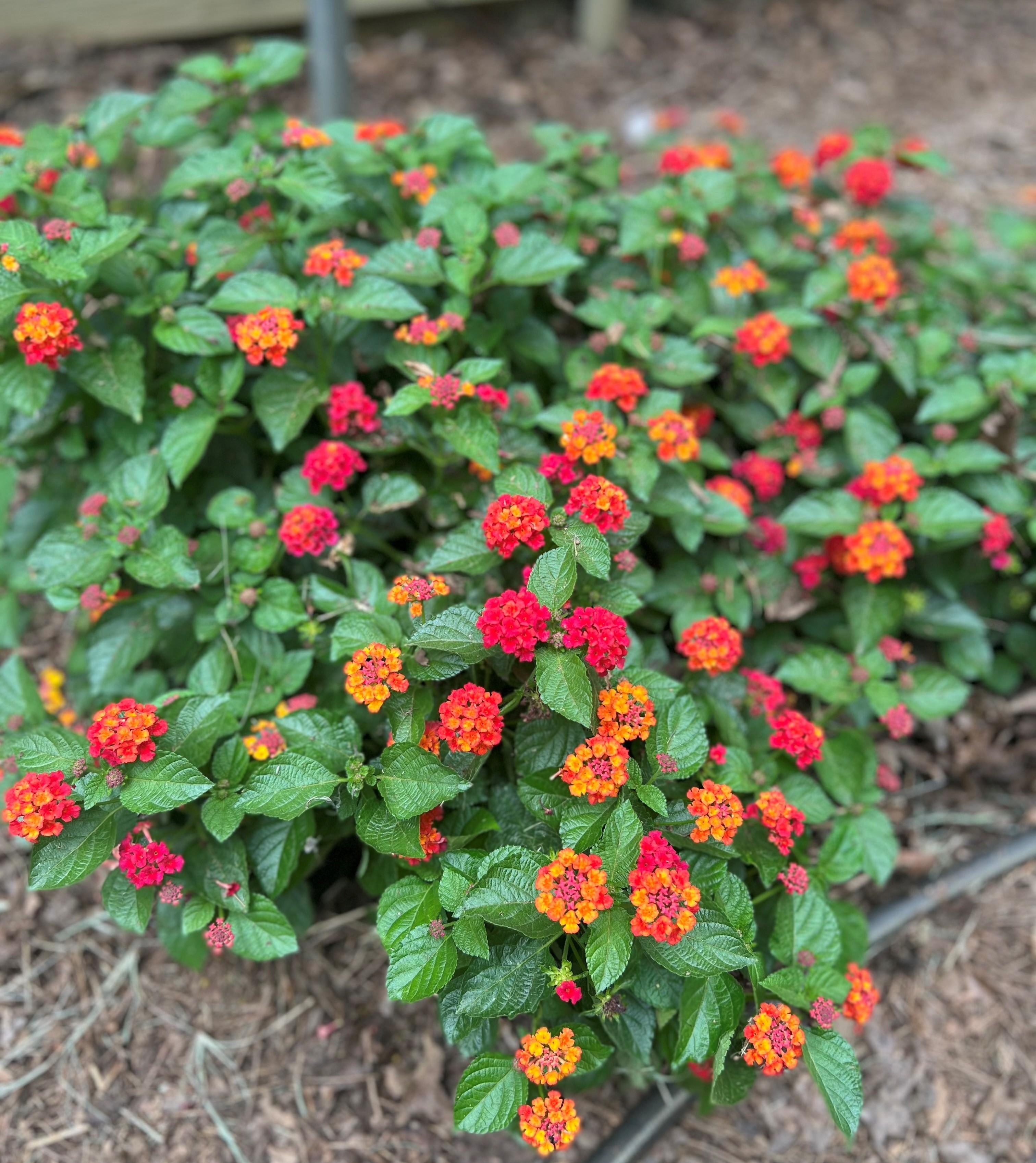 Firefrost Lantana Lantana camara Firefrost from Classic Groundcovers
