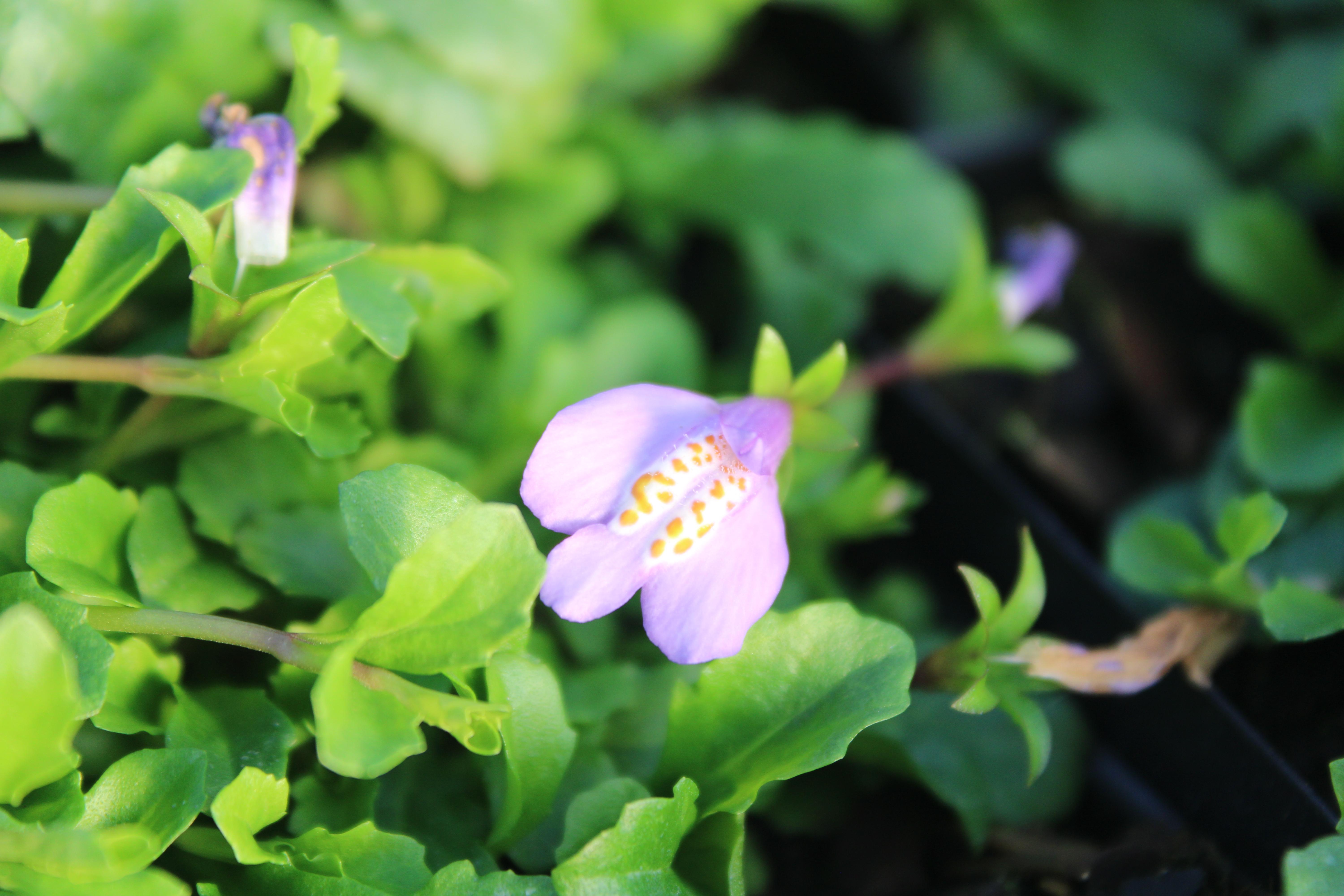 Mazus reptans - Blue Mazus from ClassicGroundcovers