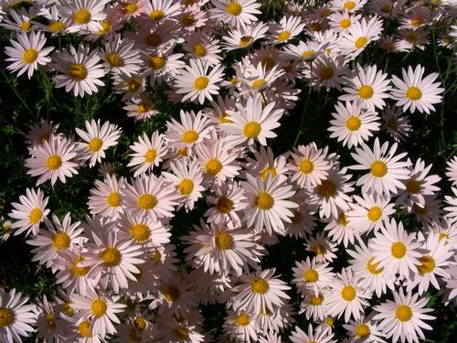 Chrysanthemum 'Pink Sheffield' - Pink Daisy Mum