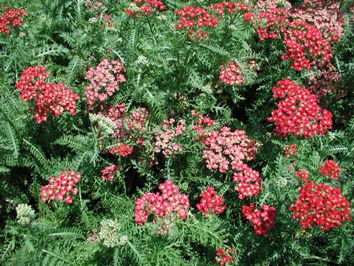 Common Yarrow Achillea millefolium Paprika from Classic Groundcovers