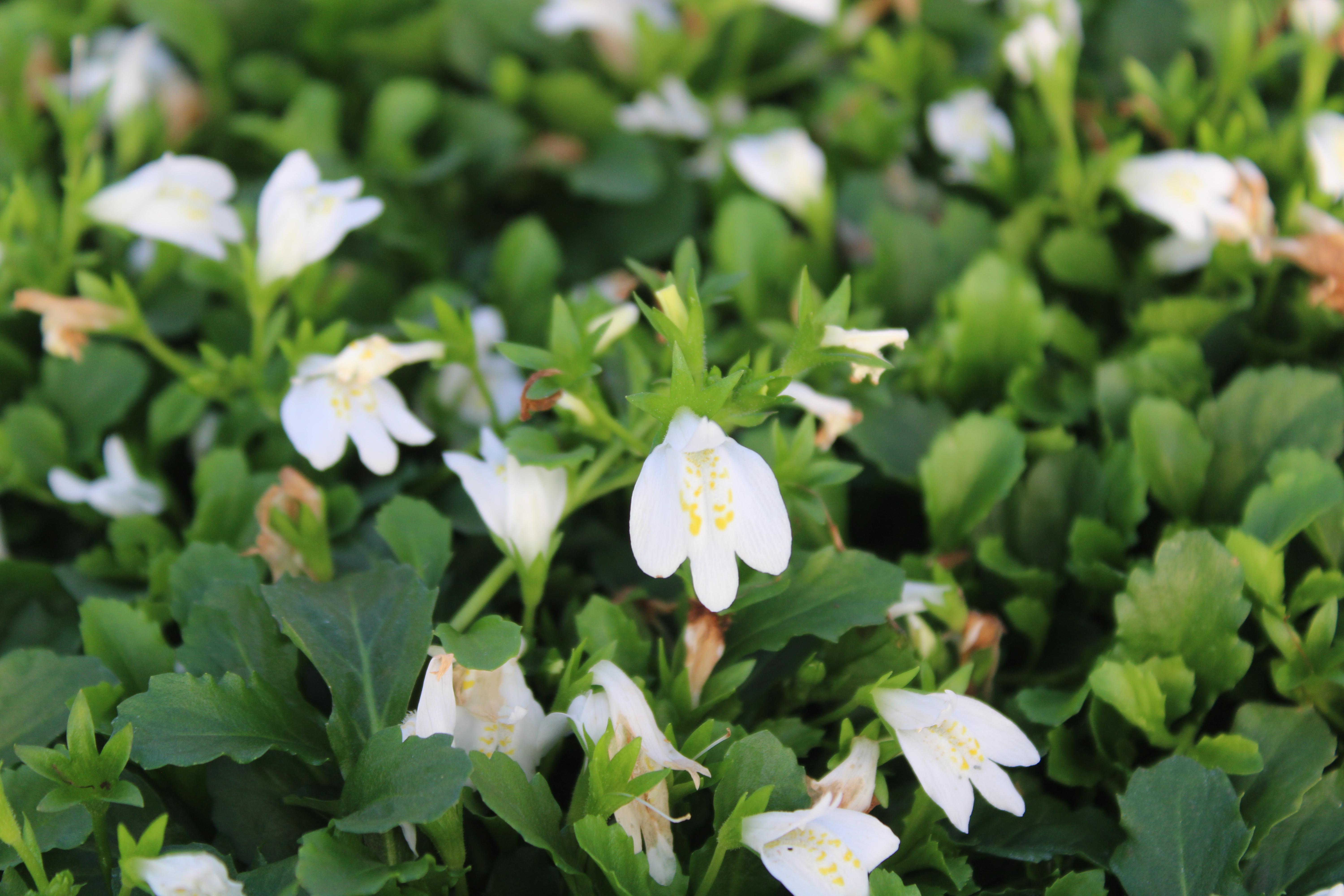 Mazus reptans 'Alba' - White Mazus from ClassicGroundcovers