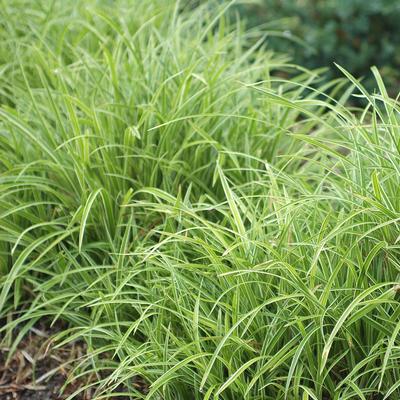Carex morrowii Ice Dance