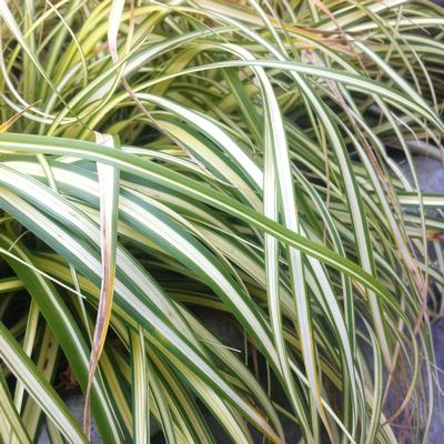 Carex oshimensis Evergold