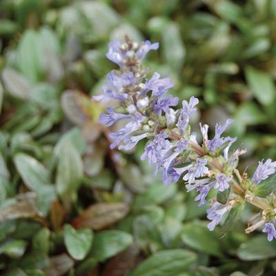 Ajuga reptans Chocolate Chip