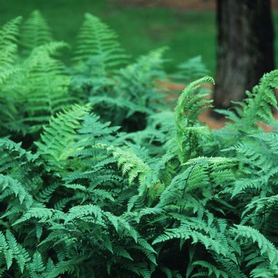 Athyrium filix-femina 