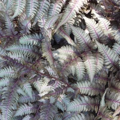 Athyrium niponicum (goeringianum) Pictum