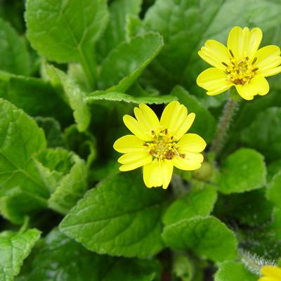 Chrysogonum virginianum Pierre