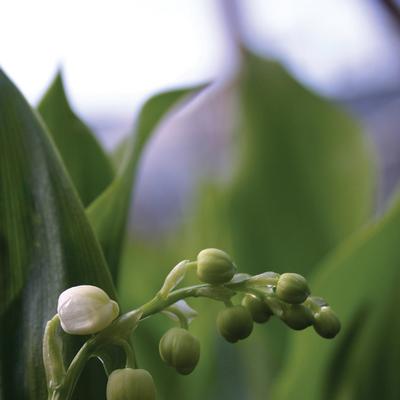 Convallaria majalis 