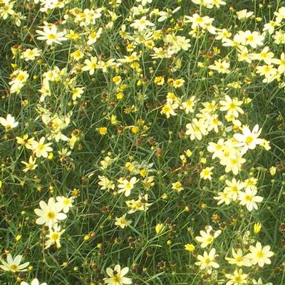 Coreopsis verticillata Moonbeam