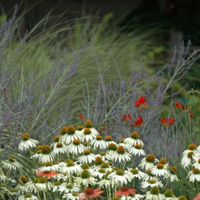 Echinacea purpurea White Swan