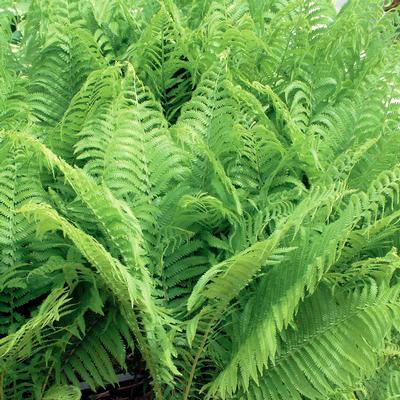 Matteuccia struthiopteris 