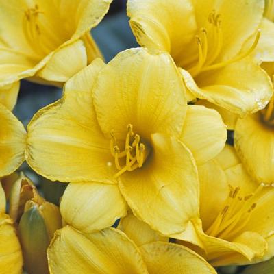 Hemerocallis Stella de Oro