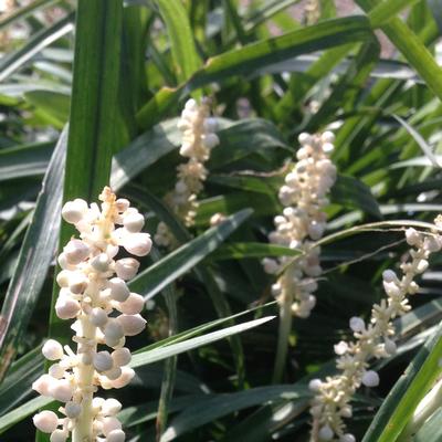 Liriope muscari Monroe's White