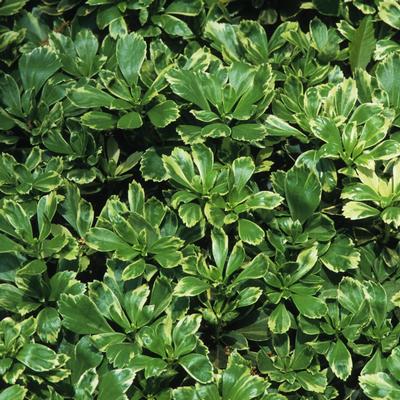 Pachysandra terminalis Silver Edge