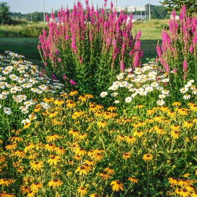 Rudbeckia fulgida Goldsturm