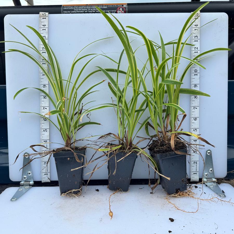 Liriope muscari Variegata