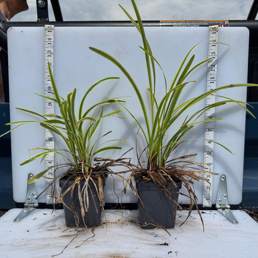 Liriope muscari Variegata