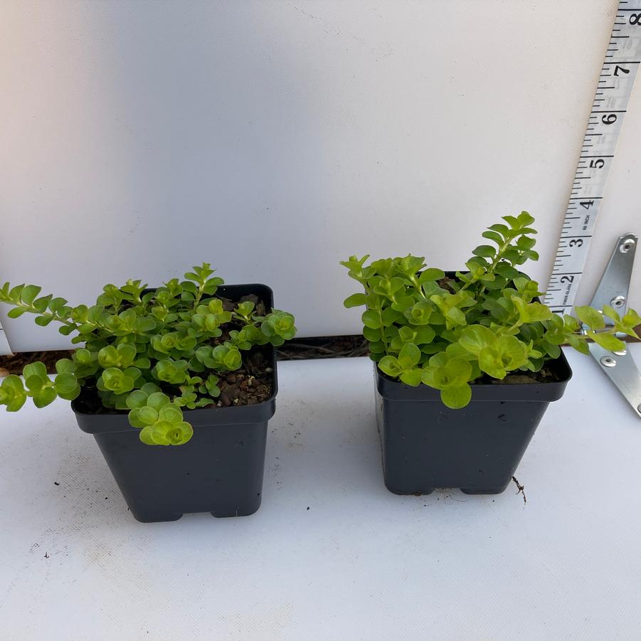 Lysimachia nummularia Aurea