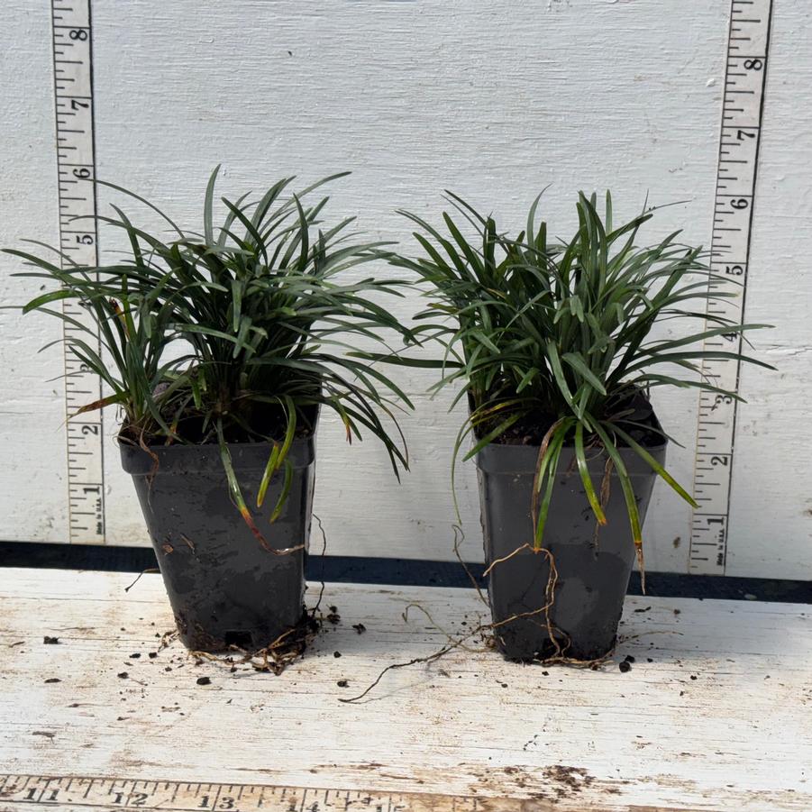 Ophiopogon japonicus Nana