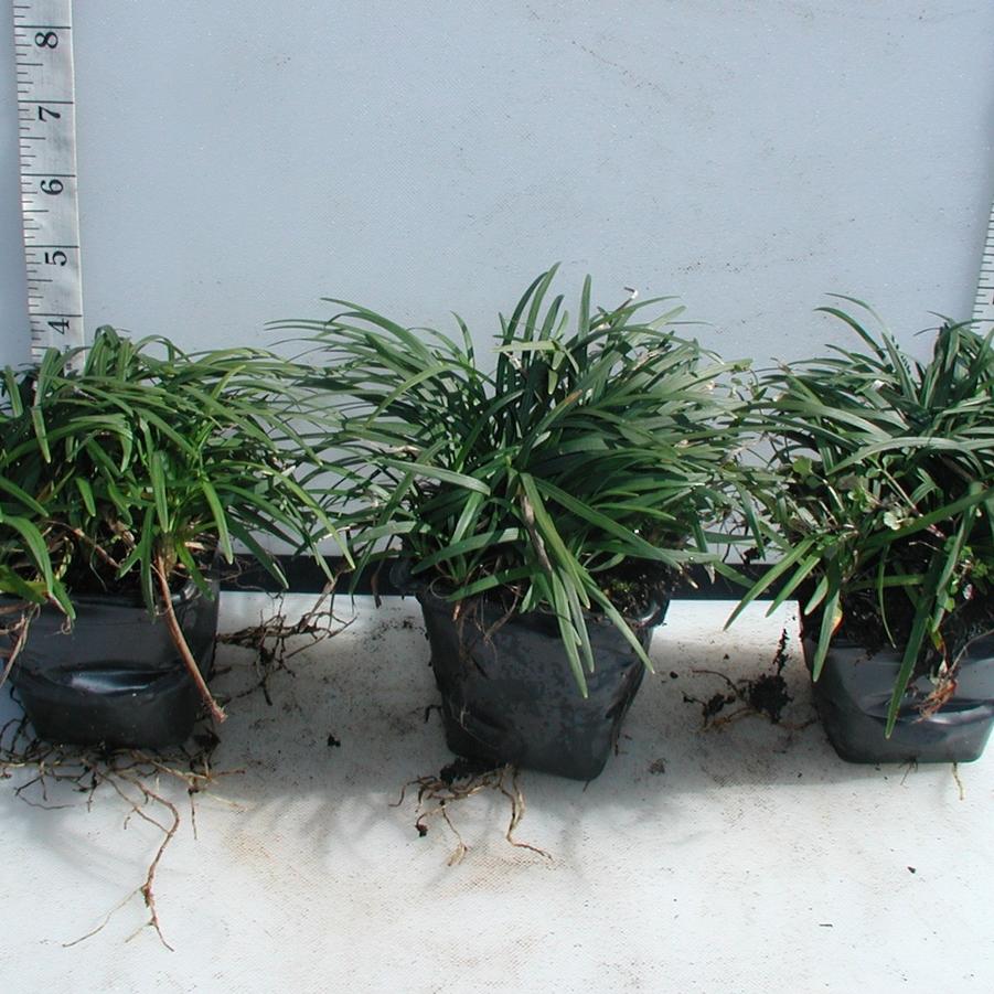 Ophiopogon japonicus Nana