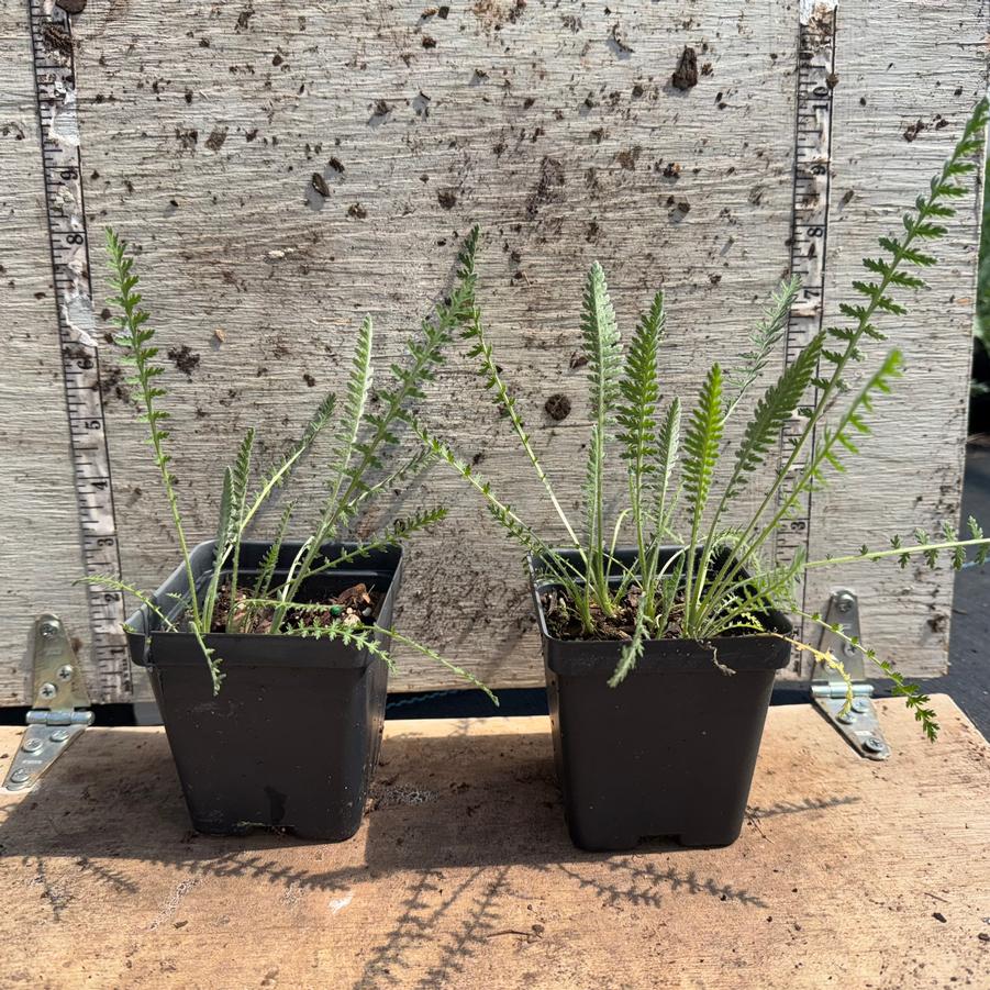 Achillea Coronation Gold