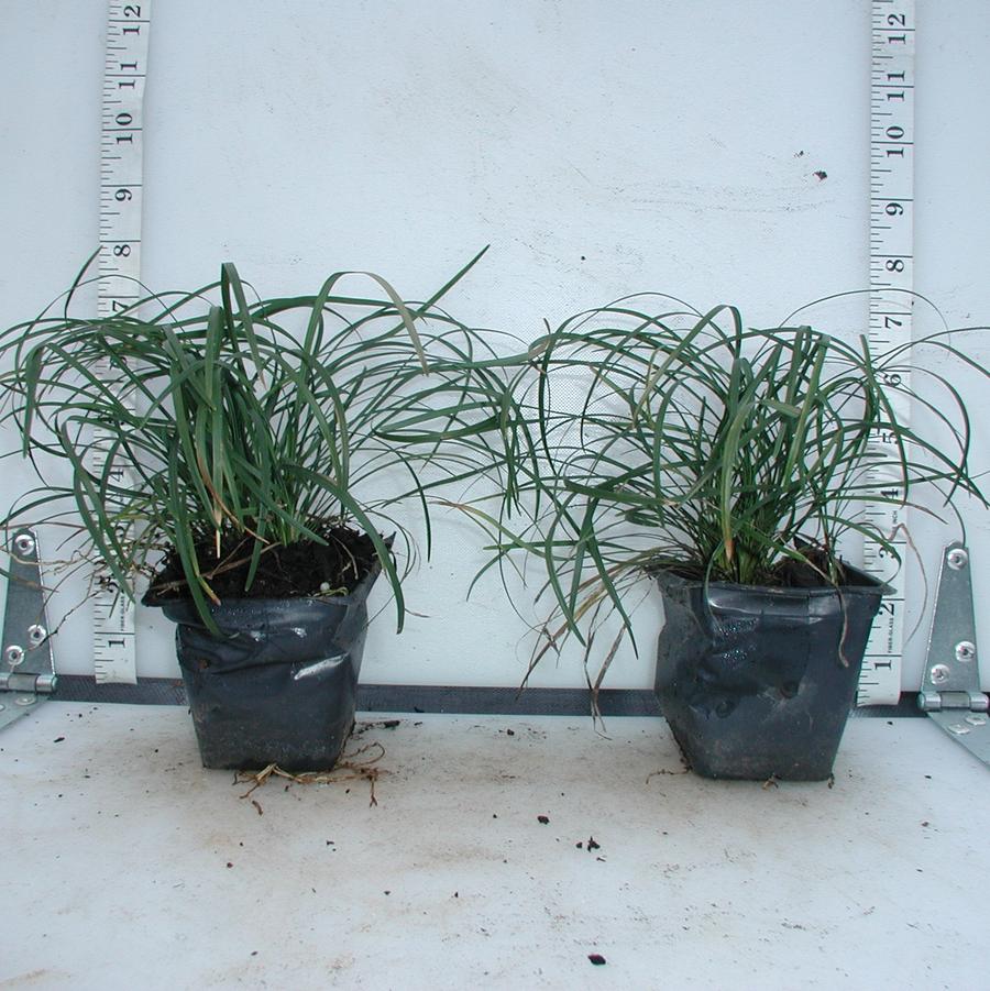 Ophiopogon japonicus 