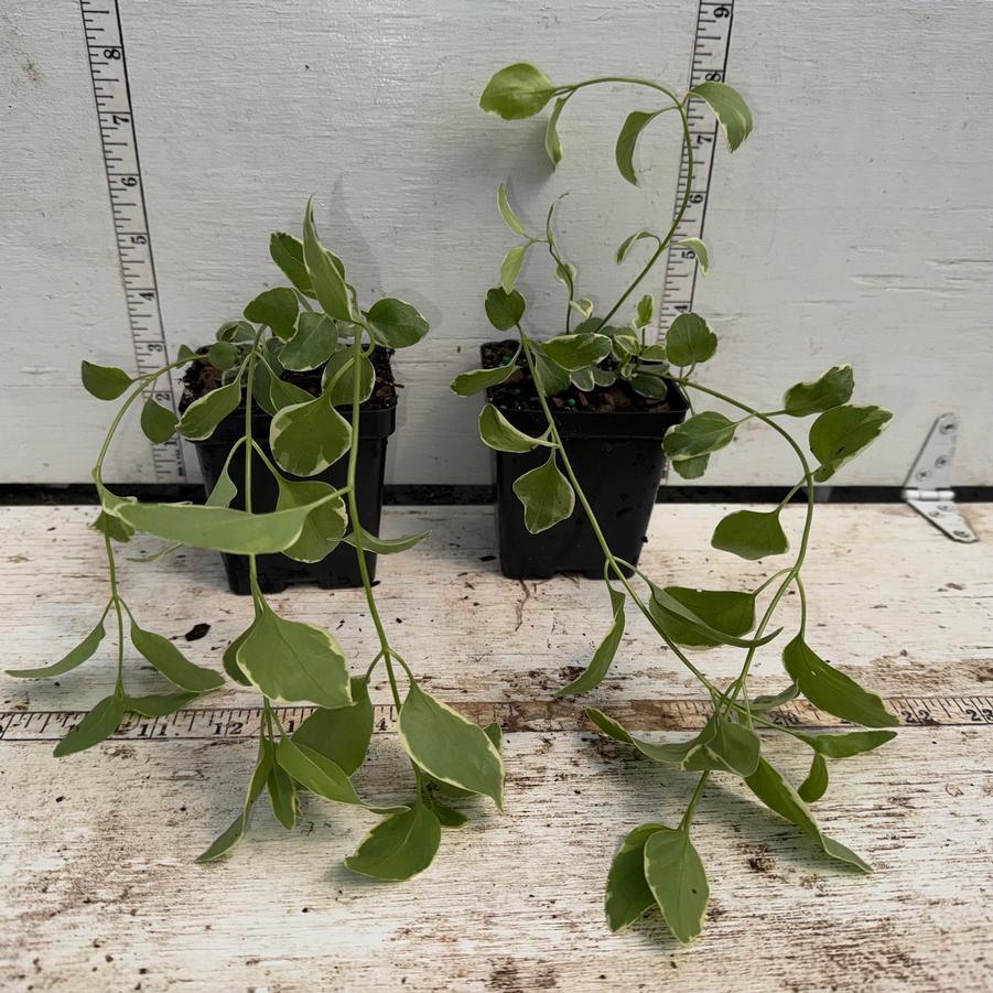 Vinca major Variegata