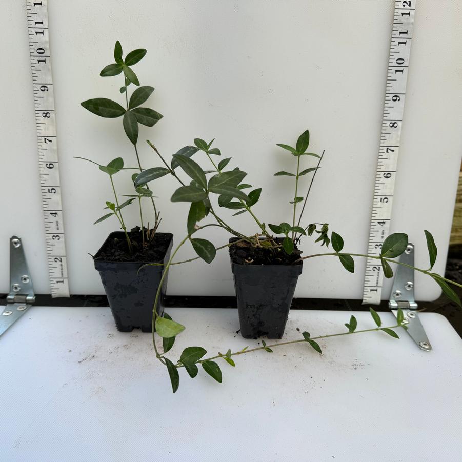 Vinca minor 