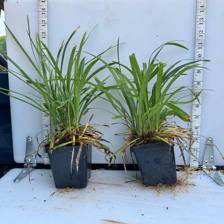 Liriope muscari Royal Purple