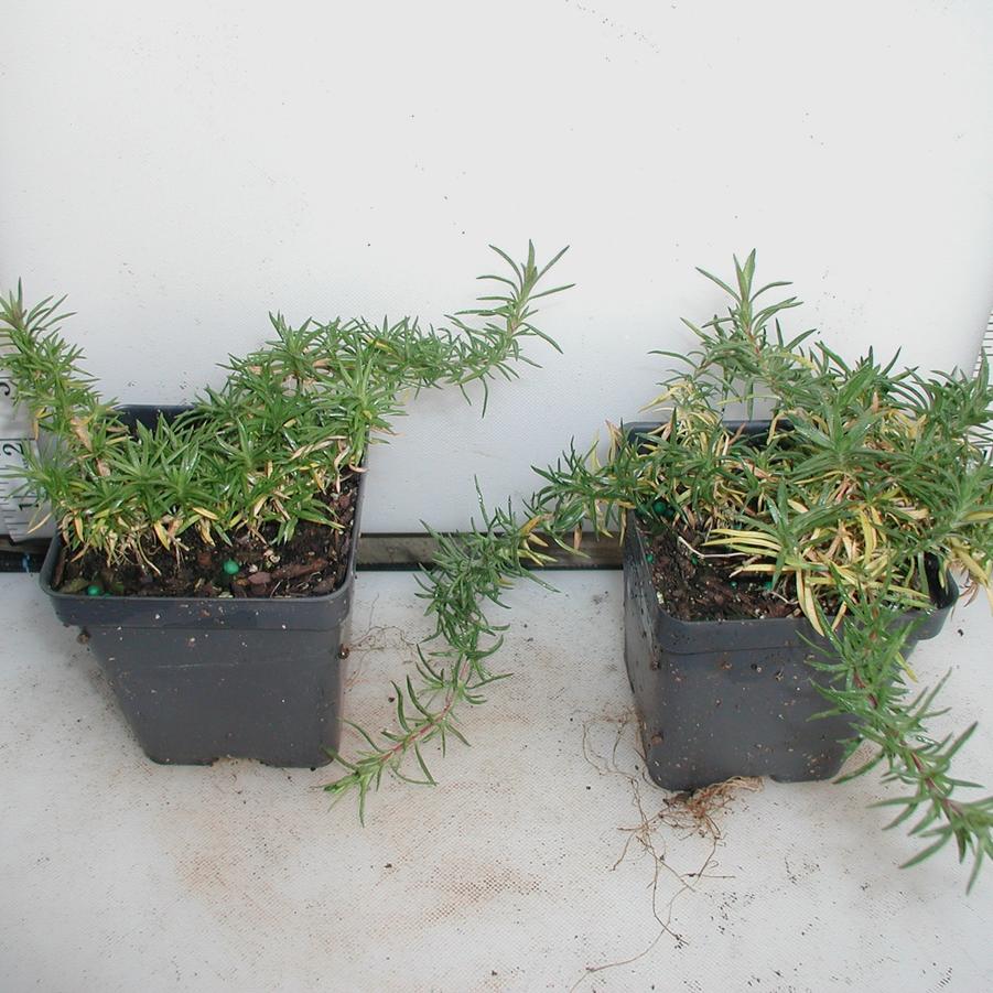 Phlox subulata Red Wings