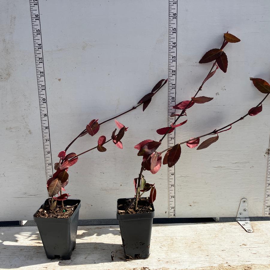 Euonymus fortunei Coloratus