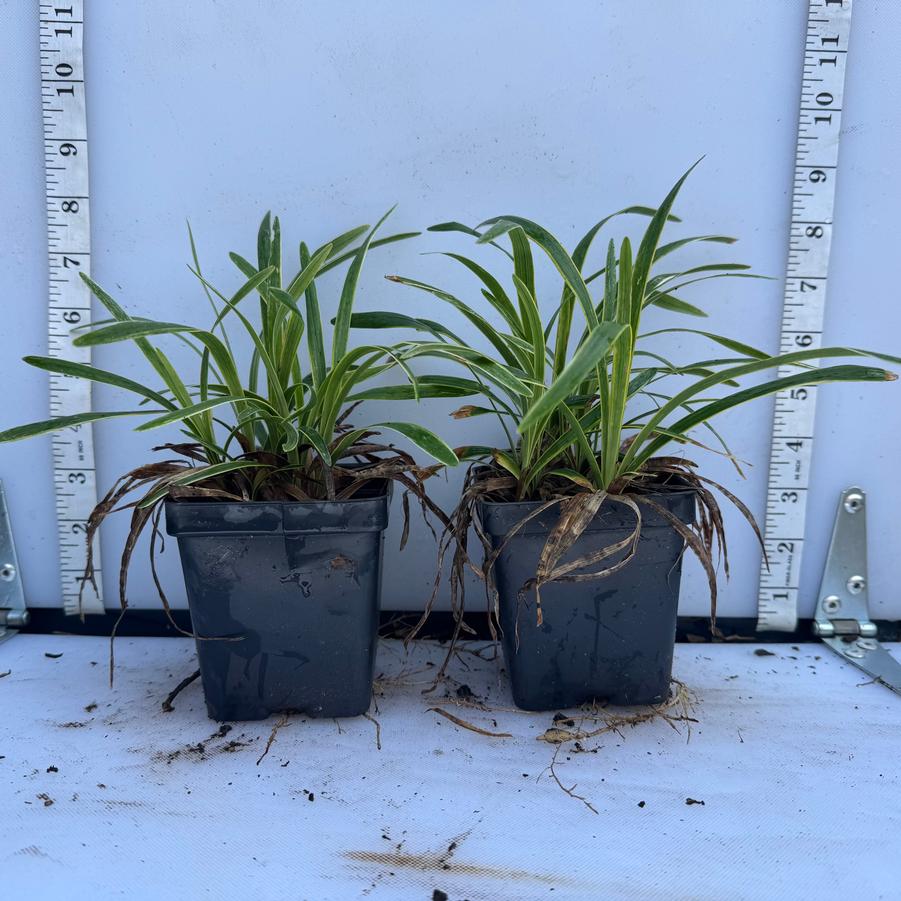Liriope muscari John Burch