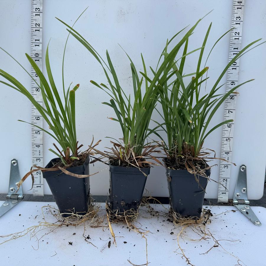 Liriope muscari Classic Blue