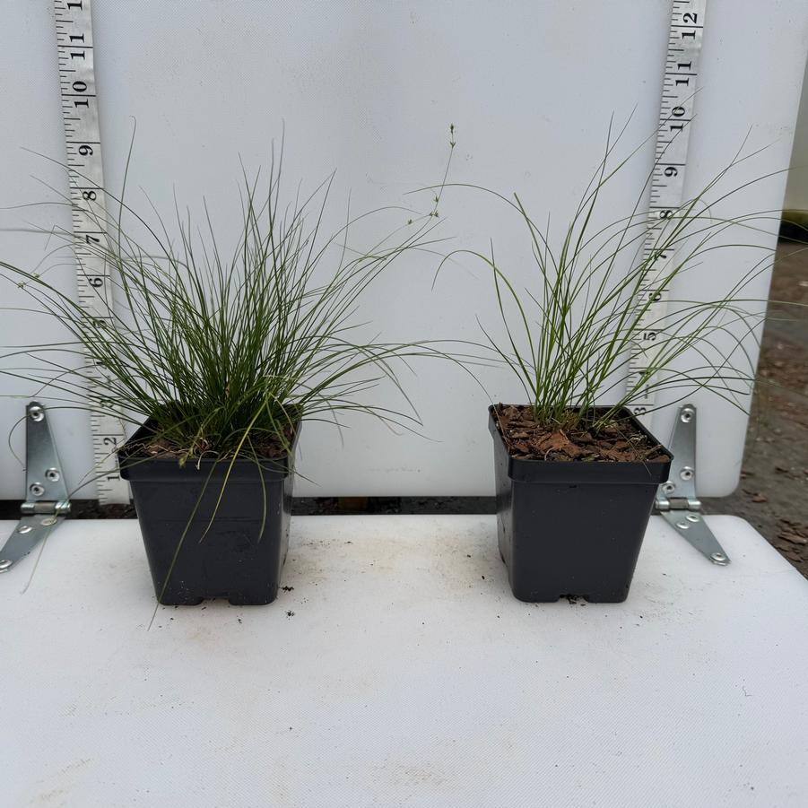 Carex appalachica 
