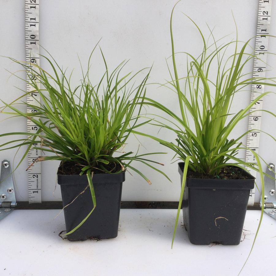 Carex oshimensis Everillo