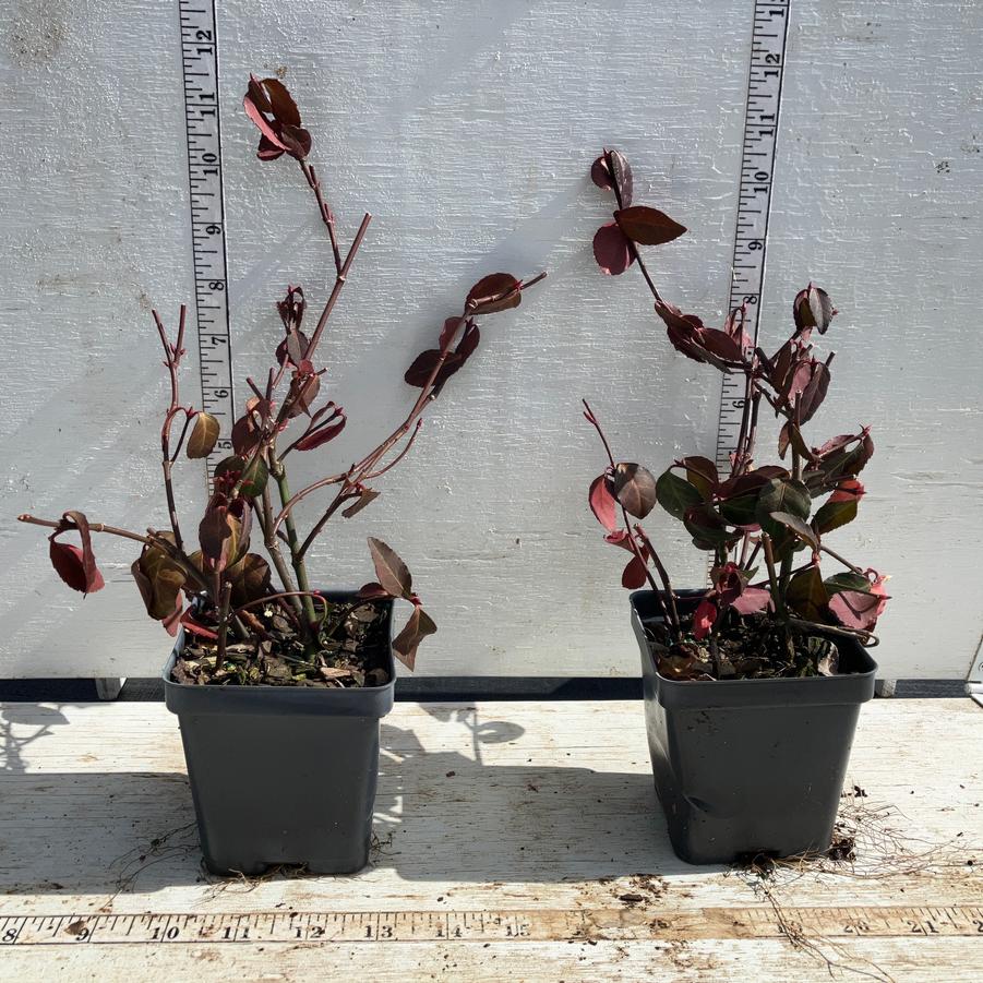 Euonymus fortunei Coloratus