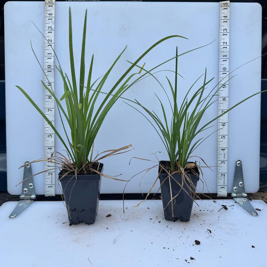 Liriope spicata 